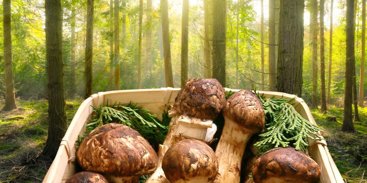Connaissez vous ce champignon qui peut atteindre 1280 € le kilo (ce n'est pas la truffe) ?